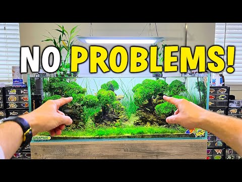 KEEP Your Tanks HEALTHY - Tips for Safeguarding Your Fish Tanks!