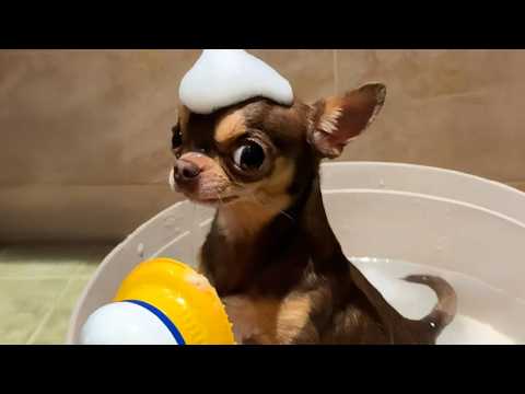 You Can’t Stop Laughing At These CHIHUAHUAS 🤣 FUNNIEST DOGS Video 2025