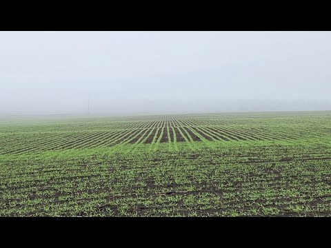 Стан озимих 2025