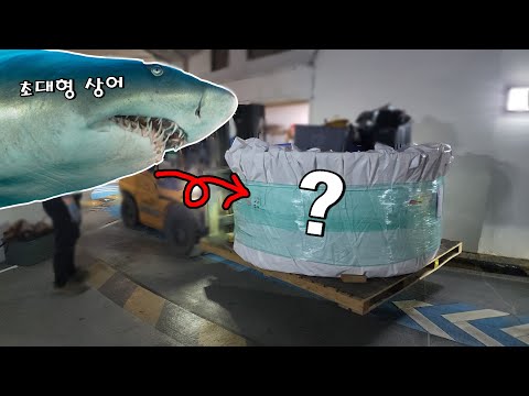 아쿠아리움에 초대형 상어는 도대체 어떻게 옮겨지는 걸까?