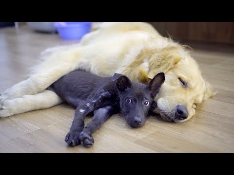 Gentle Golden Retriever Helps Scared Rescue Puppy Feel Safe Again