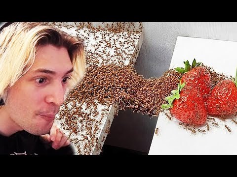 xQc Reacts to 1,000 Ants vs. Obstacles