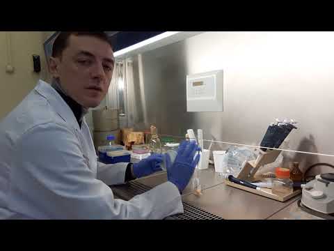 Определение грибковой обсемененности колбасы. Подсчет КОЕ грибов.