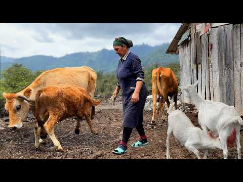 The Harsh Village Life and Cooking of Traditional Hazelnut Baklava
