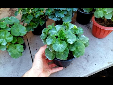DON'T BE AFRAID OF YELLOW LEAVES ON YOUR GERANIUM!!! IT'S EASY TO FIX!!!