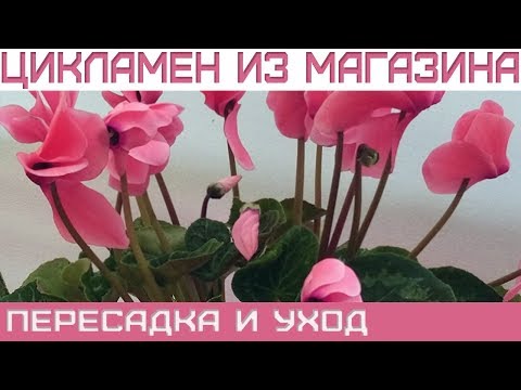 Цикламен из магазина, что делать?