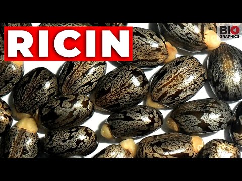 Ricin: The Perfect Poison