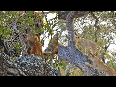 Lions Climb Tree with Leopard Still There
