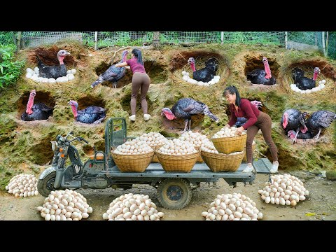 REWIND TIMELSPE --398 Days Harvesting Many Eggs of Turkey and Ducks Go To Market Sell