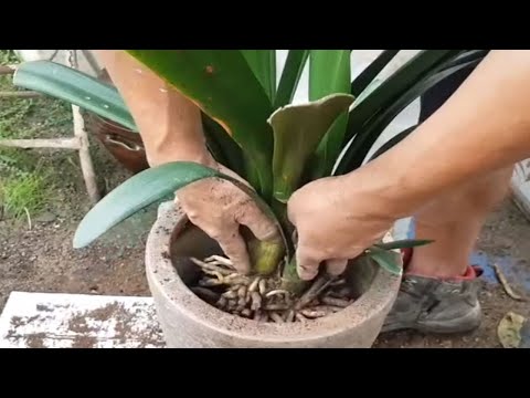 How to Make Your Gentleman's Orchid Bloom Well (and Learn How to Easily Repot)