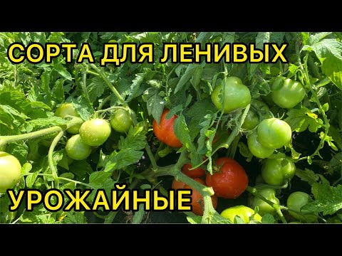 10 СОРТОВ ТОМАТА - ПОСАДИЛ И ЗАБЫЛ. САМЫЕ БЕСПРОБЛЕМНЫЕ.