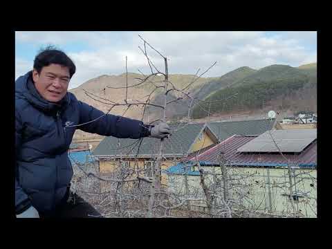 쉽게하는 사과나무 겨울전정