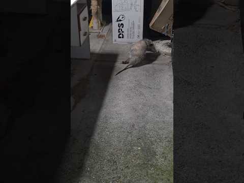 Poor Opossum Limping Waddling I Wonder What Happened to It's a Leg :(