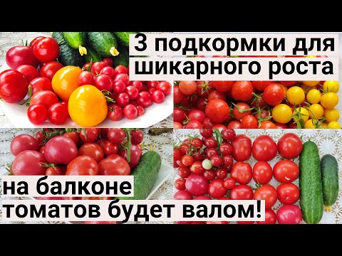 ТОП-3 Лучшие Натуральные Подкормки для Богатого Урожая в Квартире. Огород на балконе 2022.