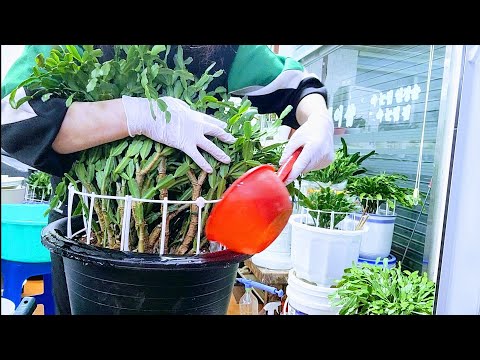 I'll show you everything about the old crab cactus division. Watch until the end. I've also prepa...