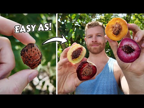 I Grew All These Peaches From Seed - You Can Too! 🍑🌱💪