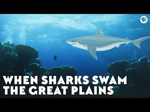 When Sharks Swam the Great Plains
