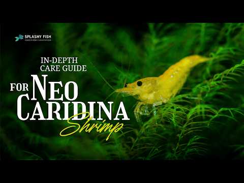 Ultimate Care Guide for Neocaridina Freshwater Shrimp for Beginners