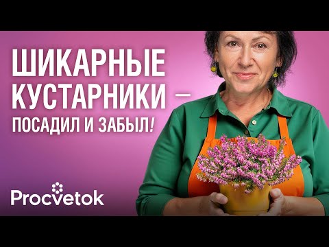 They'll Grow Even on Rocks! 10 Luxurious Shrubs for Barren Soil