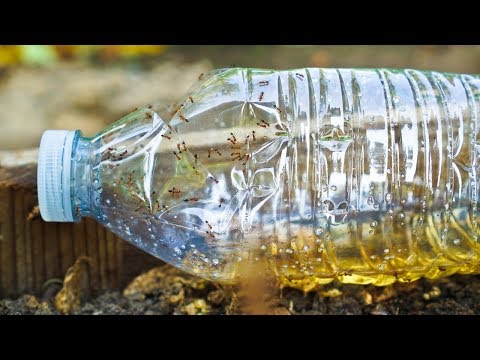 DIY Ant Trap to Kill and Get Rid of Ants using Borax