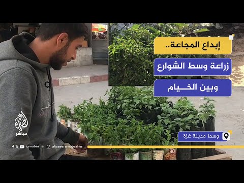 إبداع المجاعة.. زراعة الخضروات في علب معدنية وسط الشوارع وبين الخيام