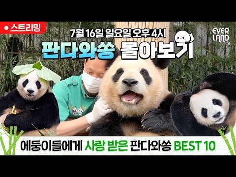[🟢LIVE] 🐼판다와쏭 BEST10 몰아보기🐼 영원한 아기판다 #푸바오 와 바오가족의 행복한 일상❤