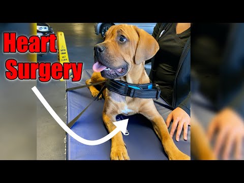 Why the vet said he only has 2 months to live...but then his surgery was a success!