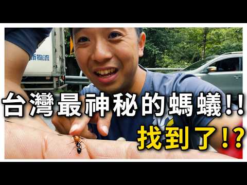 尋找台灣最神秘的螞蟻－黃腹巨山蟻｜宜蘭深山尋蟻【臺灣蟻窟】