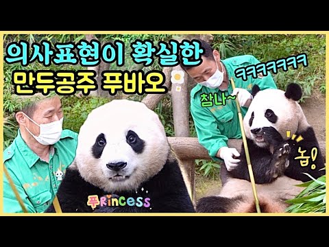 [ep.129] 의사표현이 확실한 푸바오때문에ㅋㅋㅋ모두가 빵터졌어요!!✨/ 엄마아빠 닮아서 세상 단호박🎃/ 작은할부지! 내 응가 받으데요~💩/ 에버랜드 판다월드