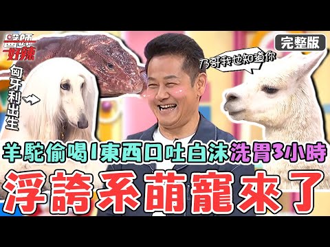 浮誇系寵物來了！羊駝偷喝「這東西」口吐白沫洗胃3小時？陳依依替愛犬動心臟手術：花掉一台國產車！【#醫師好辣】20250622 完整版 毛孩也會生這種病 EP1734 楊靜宇 王宥忻
