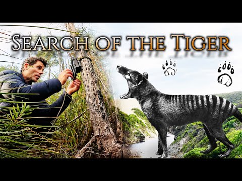 This could be the LAST TASMANIAN TIGER now to TRACK IT DOWN!!!