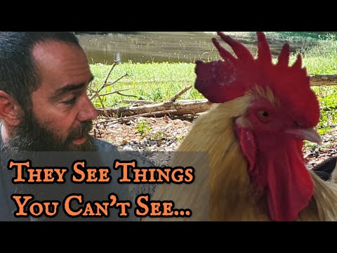How Chickens See the World (Its CRAZIER Than You Think)