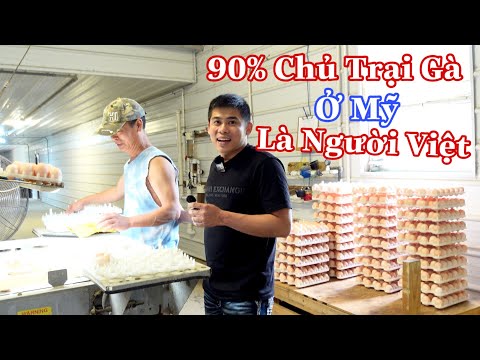 Trang Trại Gà Lấy Trứng Giống Của Người Việt Ở Mỹ