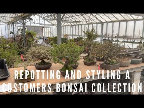 Repotting & Styling A Customers Bonsai Collection