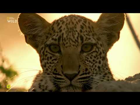 Глаз леопарда.National Geographic Wild HDсмотреть онлайн.