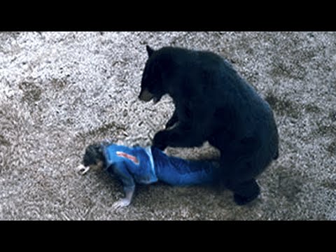 This Bear Could NOT Be Stopped | The Liard River Maulings