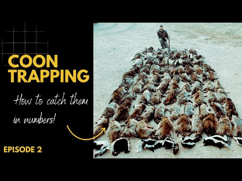 How to Trap Coon in Numbers - Do this ONE set to catch more Raccoons!