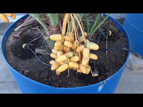 زراعة النخيل من البذور في الأصص / برميل 👇🏽