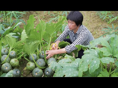 Round zucchini  with 10 kinds of fruits and vegetables for multicolored reduced-fat meal  crisp  te