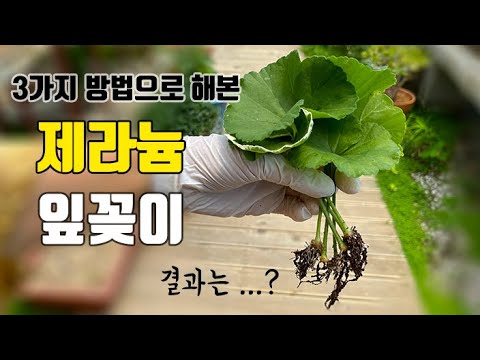 제랴늄 잎하나로 3가지 삽목 방법(흙삽목 / 오아시스 / 물꽂이) 어디에서 삽목이 가장 잘될까요?