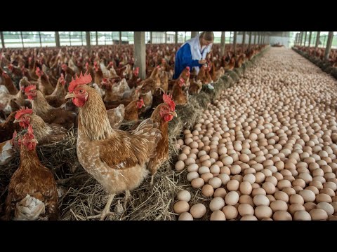 See How Chickens Lay Eggs On A Countryside Farm – Standard Care Process