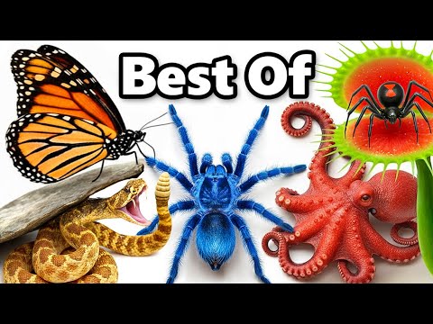 My Best Animal Videos of 2025 (NEW)