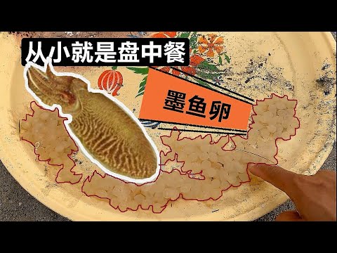 《环球探海记》阿曼第35天:今天赶海竟然抓到大螃蟹、墨鱼卵菜盘、还有特大蛏王 #真实赶海记录#抓蛏子#抓螃蟹