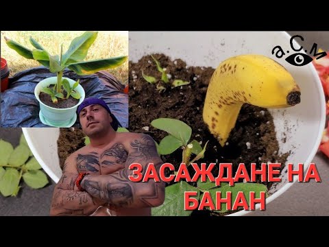 КАК ДА ЗАСАДИМ БАНАН В САКСИЯ  а.С.м