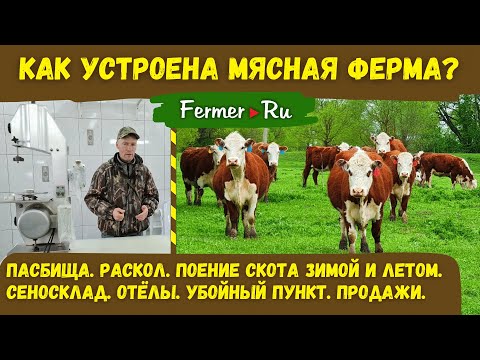 Как устроен бизнес в мясном скотоводстве? Успешный фермер Андрей Давыдов. От отёла до продажи мяса