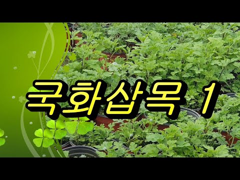 파주국화분재 2국화분재삽목.2.국화차삽목.국화기르기