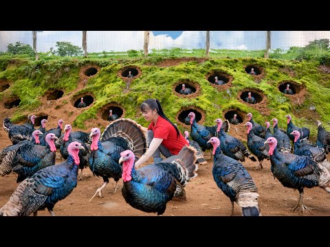 Christmas on the Farm – Harvesting 1000+ Giant Turkeys Go to Market Sell | Phuong Harvest Life