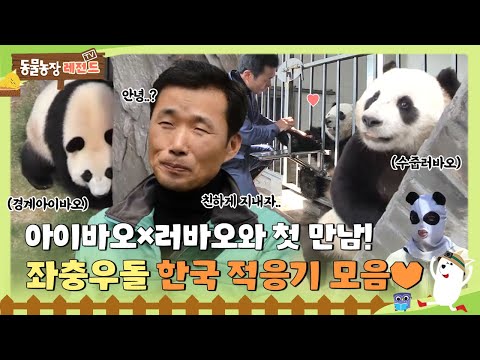 [TV 동물농장 레전드] 아이바오♥러바오와 첫 만남! 낯가리던 그 시절.. 좌충우돌 한국 적응기 모음🐼 #TV동물농장 #AnimalFarm #SBSstory