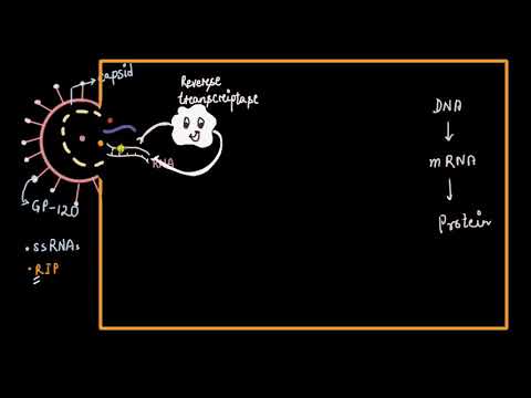 HIV replication cycle | Human health & diseases | Biology | Khan Academy