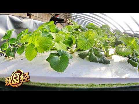 一亩地赚出200,000元！IT男转行做农业，养鱼不换水，种菜不施肥？鱼菜共生跨界生财！ 「致富经」20210514